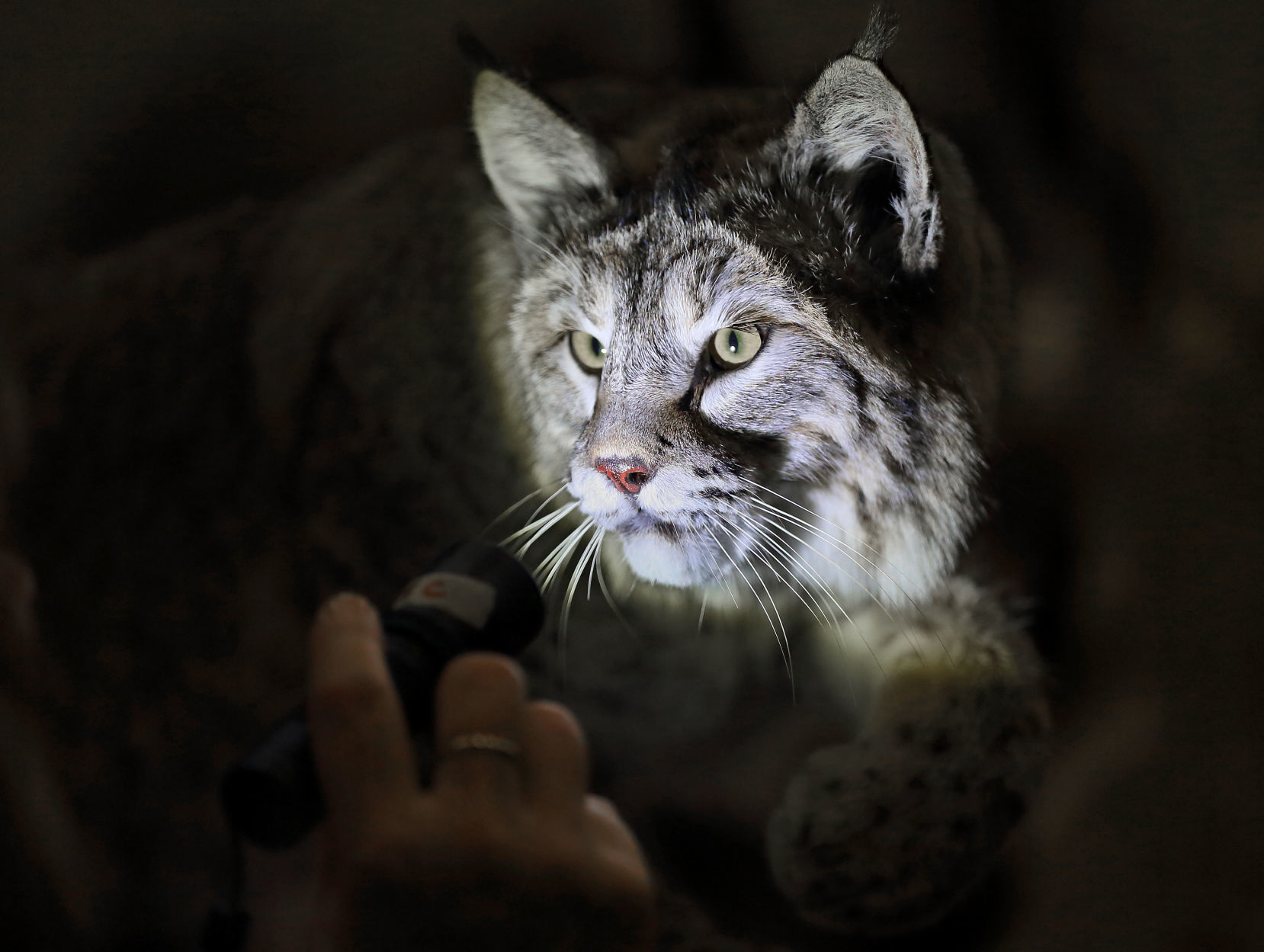 2019 World Taxidermy & Fish Carving Championships in Springfield, Mo.